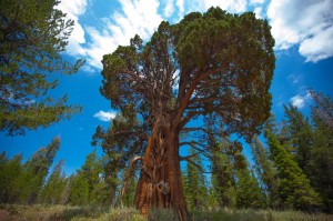 Juniper Tree    