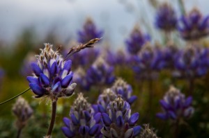 Lupines      